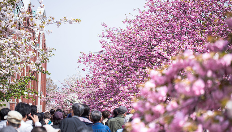 造幣局 桜の通り抜け