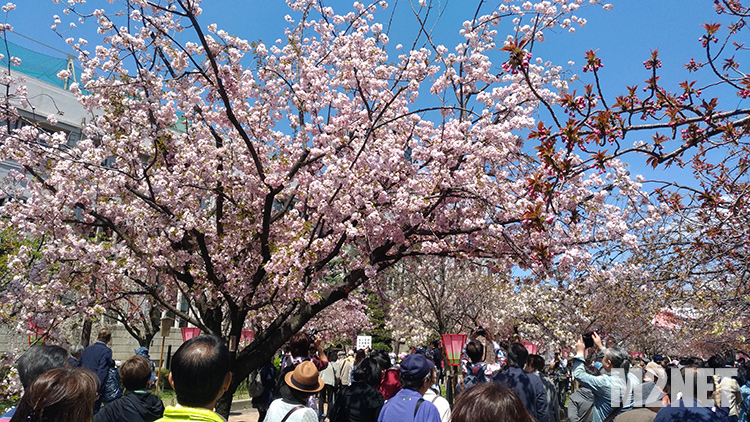 造幣局4月9日の状況その2