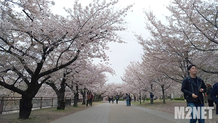 大阪城公園 桜満開その2
