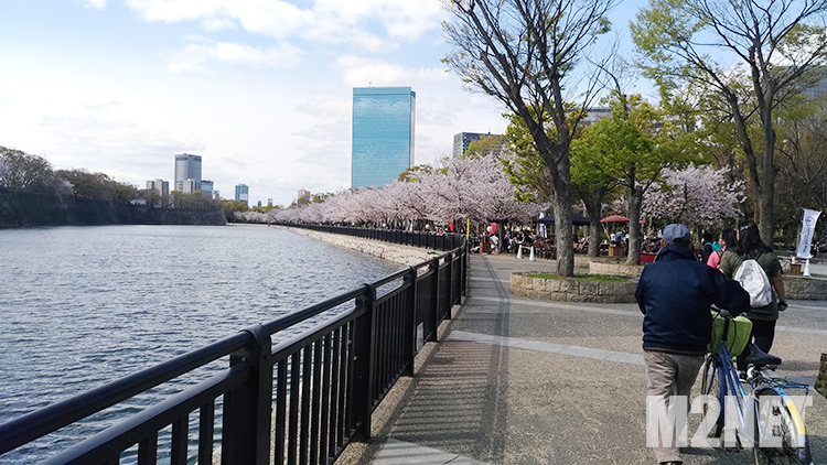 大阪城公園 桜満開その1